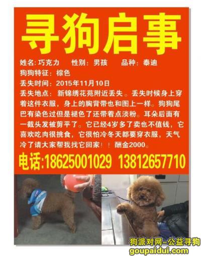 苏州找狗，张家港市寻棕色公泰迪，它是一只非常可爱的宠物狗狗，希望它早日回家，不要变成流浪狗。
