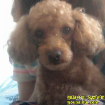 大连丢狗，大连北京街西站寻找泰迪母（胖研），它是一只非常可爱的宠物狗狗，希望它早日回家，不要变成流浪狗。