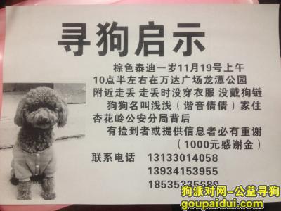 万达广场龙潭公园附近走失泰迪一只 酬谢1000元，它是一只非常可爱的宠物狗狗，希望它早日回家，不要变成流浪狗。