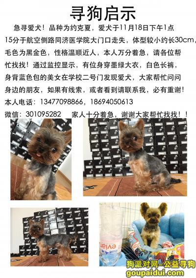 【武汉找狗】，汉口航空路同济医学院门口走失约克夏一只！寻捡到好心人，它是一只非常可爱的宠物狗狗，希望它早日回家，不要变成流浪狗。