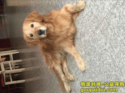 【石家庄找狗】，寻狗启示，一条金毛！，它是一只非常可爱的宠物狗狗，希望它早日回家，不要变成流浪狗。
