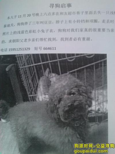 连云港寻狗启示，连云港开发区朝阳镇和友超市附近走丢一只小泰迪，它是一只非常可爱的宠物狗狗，希望它早日回家，不要变成流浪狗。