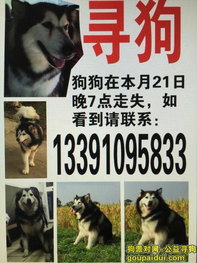 【上海找狗】，我的阿拉斯加于11月21日晚7点左右走失，它是一只非常可爱的宠物狗狗，希望它早日回家，不要变成流浪狗。