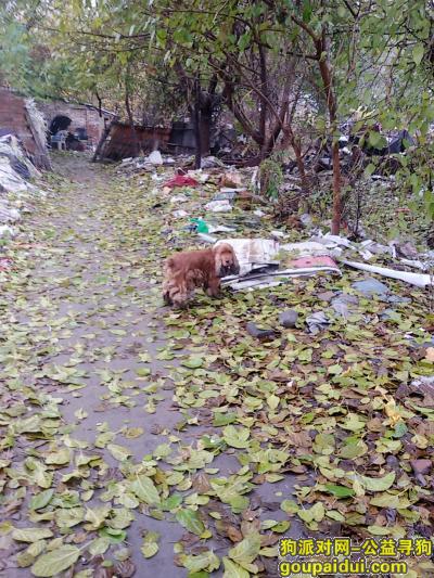 北京丰台南三环发现棕色可卡犬一只，它是一只非常可爱的宠物狗狗，希望它早日回家，不要变成流浪狗。