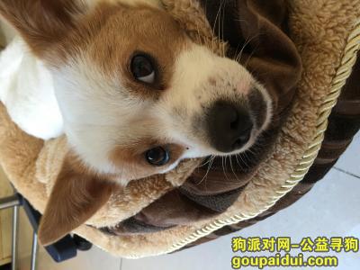 请广州的朋友帮帮忙留意一下我家狗狗，它是一只非常可爱的宠物狗狗，希望它早日回家，不要变成流浪狗。