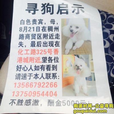 找白色贵宾母狗，浙江义乌市，它是一只非常可爱的宠物狗狗，希望它早日回家，不要变成流浪狗。