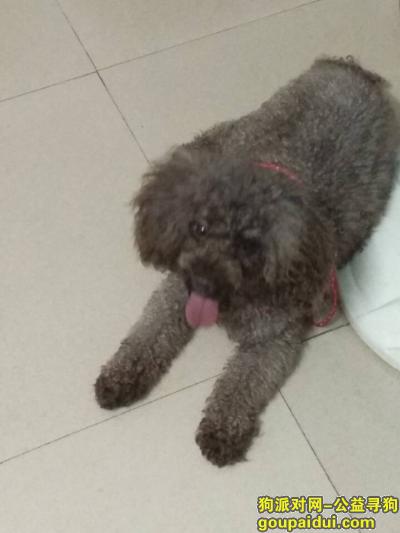 【广州找狗】，寻狗  广州白云京溪村丢失深灰色泰迪，它是一只非常可爱的宠物狗狗，希望它早日回家，不要变成流浪狗。