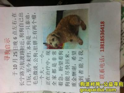 上海长宁区万航渡路附近走失泰迪一只，有重金酬谢，它是一只非常可爱的宠物狗狗，希望它早日回家，不要变成流浪狗。
