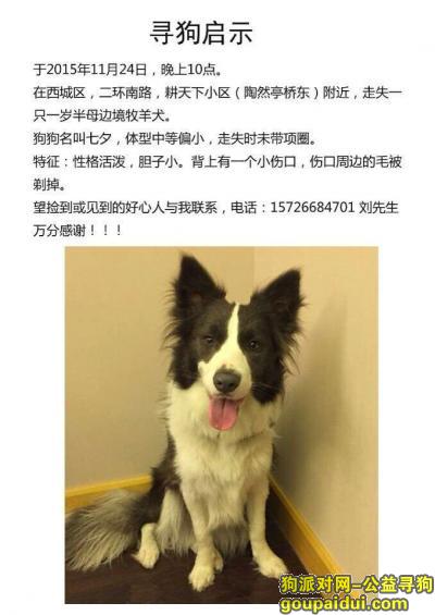 【北京找狗】，2015年11月24日，北京南二环，陶然亭附近走失一条边牧。，它是一只非常可爱的宠物狗狗，希望它早日回家，不要变成流浪狗。