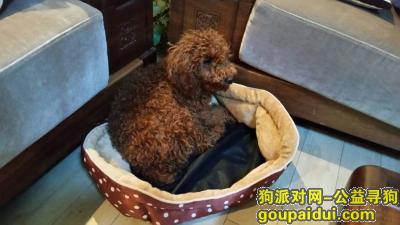 【东营找狗】，大型棕色泰迪走丢 联系电话18506460626，它是一只非常可爱的宠物狗狗，希望它早日回家，不要变成流浪狗。