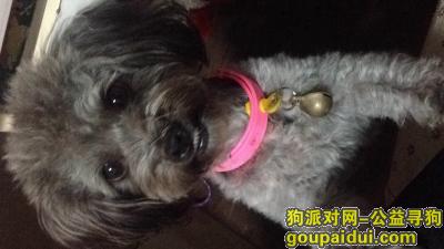 【上海找狗】，求好心人帮忙找一下我真的很需要帮助，它是一只非常可爱的宠物狗狗，希望它早日回家，不要变成流浪狗。