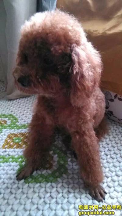 广西南宁市广西大学丢失玩具型泰迪公狗一只，它是一只非常可爱的宠物狗狗，希望它早日回家，不要变成流浪狗。