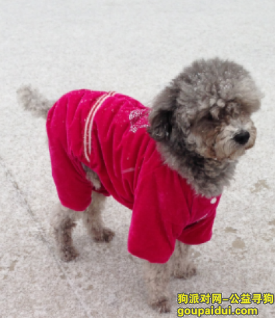 【北京找狗】，灰色 尖嘴 泰迪 27号早上走失在北京东城区大兴胡同 菜市场，它是一只非常可爱的宠物狗狗，希望它早日回家，不要变成流浪狗。