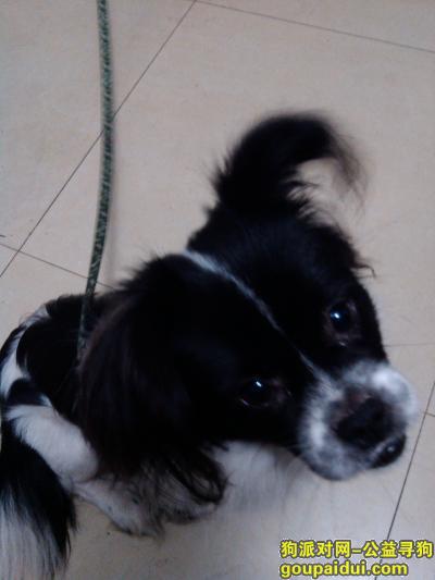 我家可爱的宠物狗狗黑白色大像蝴蝶犬品种，它是一只非常可爱的宠物狗狗，希望它早日回家，不要变成流浪狗。