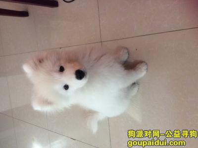 【北京找狗】，寻找萨摩耶沫沫，如果有谁看到或捡到请联系我，谢谢，它是一只非常可爱的宠物狗狗，希望它早日回家，不要变成流浪狗。