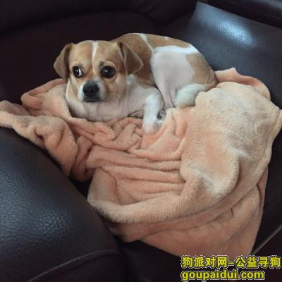 广东省佛山市南海区佛山盐步河西一环附近寻狗，它是一只非常可爱的宠物狗狗，希望它早日回家，不要变成流浪狗。