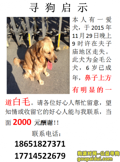 南京找狗，11月29日晚夫子庙丢失金毛，它是一只非常可爱的宠物狗狗，希望它早日回家，不要变成流浪狗。