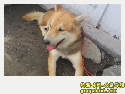 温州寻狗启示，。，它是一只非常可爱的宠物狗狗，希望它早日回家，不要变成流浪狗。