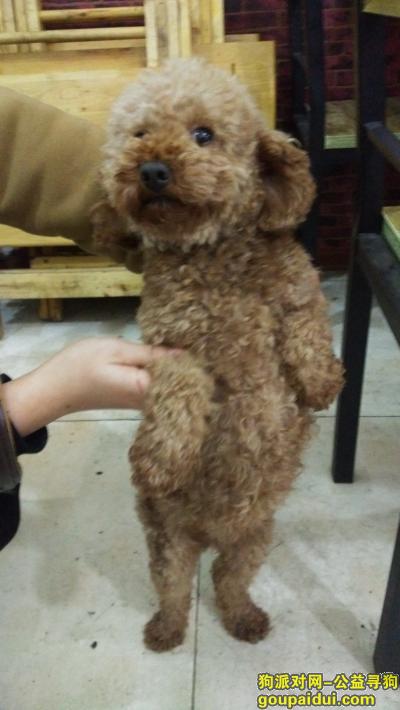 【成都捡到狗】，温江大学城捡到泰迪狗狗，它是一只非常可爱的宠物狗狗，希望它早日回家，不要变成流浪狗。