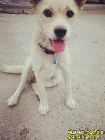 宜昌找狗，名：灰灰 灰白色的带有蓝色项圈，它是一只非常可爱的宠物狗狗，希望它早日回家，不要变成流浪狗。