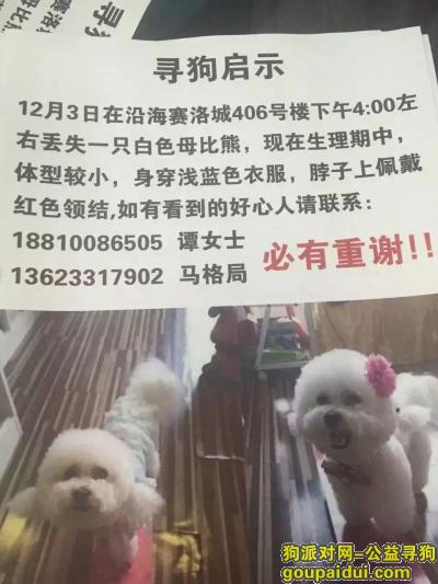 【北京找狗】，寻狗优儿必有重谢只求你回来，它是一只非常可爱的宠物狗狗，希望它早日回家，不要变成流浪狗。