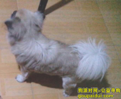 【北京找狗】，微黄色蝴蝶串，北京通州宋庄画家村走失，它是一只非常可爱的宠物狗狗，希望它早日回家，不要变成流浪狗。