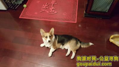 【北京找狗】，北京菜户营附近丢失带尾巴的柯基犬一只；重金寻找！，它是一只非常可爱的宠物狗狗，希望它早日回家，不要变成流浪狗。