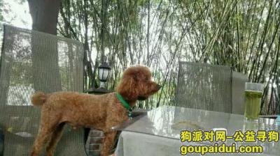 【成都找狗】，四川成都新津县寻找浅棕色泰迪弟弟，名字叫闷墩，它是一只非常可爱的宠物狗狗，希望它早日回家，不要变成流浪狗。