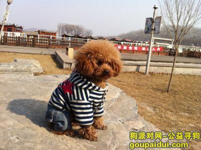 唐山寻狗启示，寻找爱犬“大欢”泰迪熊，它是一只非常可爱的宠物狗狗，希望它早日回家，不要变成流浪狗。