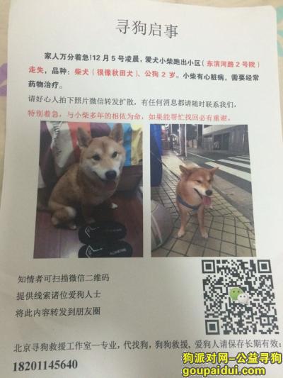 【北京找狗】，求助！！！！1右安门丢失柴犬一只，，它是一只非常可爱的宠物狗狗，希望它早日回家，不要变成流浪狗。