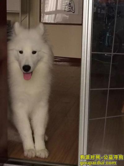 宜昌康龙家居广场寻一岁纯白公萨摩耶一只，它是一只非常可爱的宠物狗狗，希望它早日回家，不要变成流浪狗。