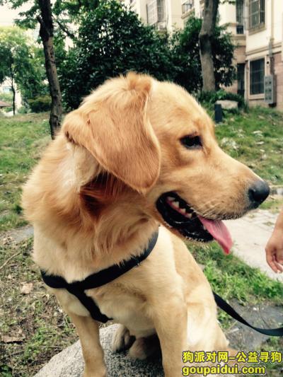 【芜湖找狗】，寻一岁零五个月金毛狗 当面酬谢，它是一只非常可爱的宠物狗狗，希望它早日回家，不要变成流浪狗。