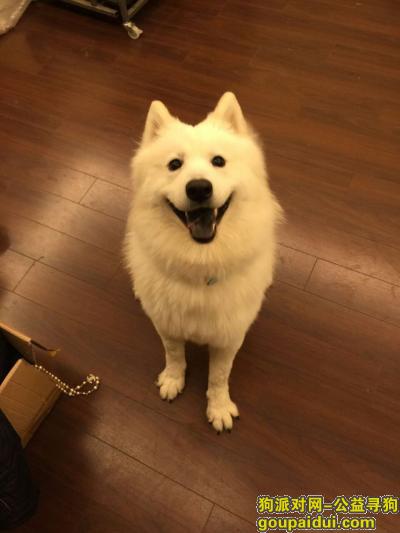 【太原找狗】，山西太原走失萨摩犬一只，悬赏3000元，它是一只非常可爱的宠物狗狗，希望它早日回家，不要变成流浪狗。
