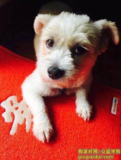 5000重酬，深圳罗湖华丽东村附近丢失母狗，它是一只非常可爱的宠物狗狗，希望它早日回家，不要变成流浪狗。