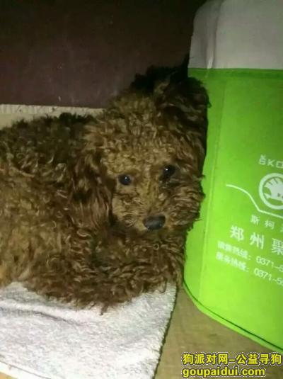 【郑州找狗】，郑州市高新区盛和苑，寻找宠物泰迪犬，它是一只非常可爱的宠物狗狗，希望它早日回家，不要变成流浪狗。