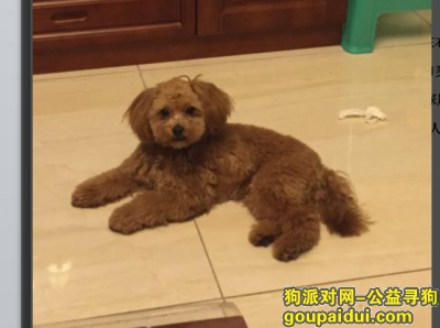 重庆冉家坝寻泰迪弟弟，它是一只非常可爱的宠物狗狗，希望它早日回家，不要变成流浪狗。
