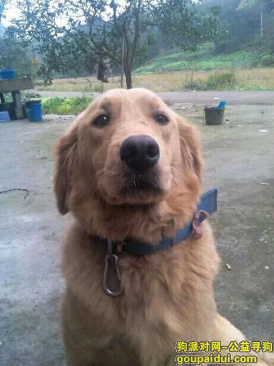 重庆寻狗主人，重庆长寿云台三条沟水库捡到金毛一只，它是一只非常可爱的宠物狗狗，希望它早日回家，不要变成流浪狗。