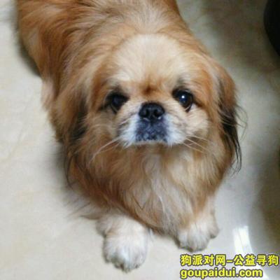 佛山找狗，12月6日丢失京巴犬一只，它是一只非常可爱的宠物狗狗，希望它早日回家，不要变成流浪狗。