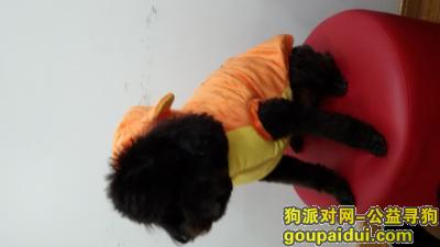 上海岚皋粮食仓库201丢失黑色泰迪狗，它是一只非常可爱的宠物狗狗，希望它早日回家，不要变成流浪狗。