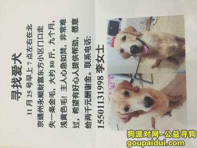 【北京找狗】，着急中，北京的朋友多留意下，它是一只非常可爱的宠物狗狗，希望它早日回家，不要变成流浪狗。