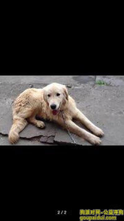 寻找一岁金毛犬 土豆，它是一只非常可爱的宠物狗狗，希望它早日回家，不要变成流浪狗。