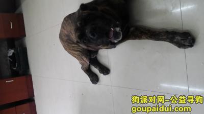 重庆寻狗启示，2015年12月大型犬赶快来带回家，它是一只非常可爱的宠物狗狗，希望它早日回家，不要变成流浪狗。