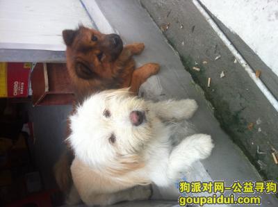 十堰丢狗，3000元寻找一条白色狮子狗，它是一只非常可爱的宠物狗狗，希望它早日回家，不要变成流浪狗。