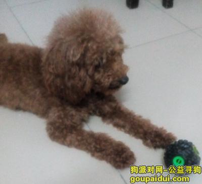 【广州找狗】，寻找12月6日于广州海珠区赤岗北路走失的棕色泰迪，它是一只非常可爱的宠物狗狗，希望它早日回家，不要变成流浪狗。