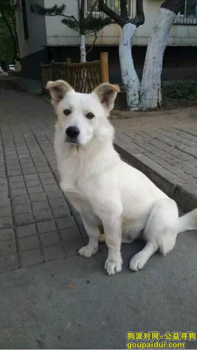 北京寻狗主人，北京丰台区角门有谁丢狗速联系，它是一只非常可爱的宠物狗狗，希望它早日回家，不要变成流浪狗。
