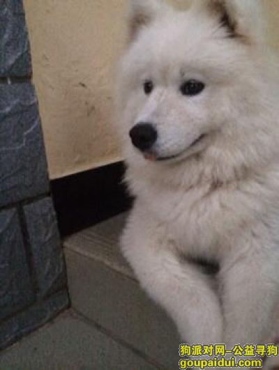 【泉州找狗】，在惠安县汽车总站附近丢失一只母萨摩耶，它是一只非常可爱的宠物狗狗，希望它早日回家，不要变成流浪狗。