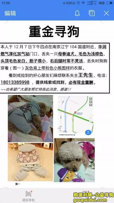 南京寻狗网，12月7日下午4点在江宁淳化华润燃气加气站门口丢失母泰迪，它是一只非常可爱的宠物狗狗，希望它早日回家，不要变成流浪狗。