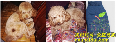 【重庆找狗】，重庆市沙坪坝区陈家湾重金寻爱犬，它是一只非常可爱的宠物狗狗，希望它早日回家，不要变成流浪狗。