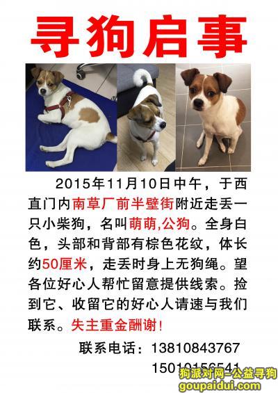 【北京找狗】，北京西直门内南草厂 丢失名叫萌萌的公狗，它是一只非常可爱的宠物狗狗，希望它早日回家，不要变成流浪狗。
