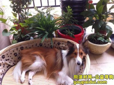 广州找狗，求大家帮帮我！！！！去过派出所，打过今日一线都没有用。。。，它是一只非常可爱的宠物狗狗，希望它早日回家，不要变成流浪狗。